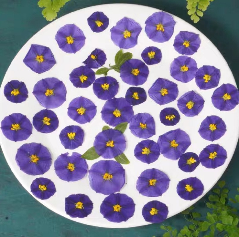 Dried Flower Bookmark - 100個の圧縮乾燥した緑色の衣類ラネティシエラは,ポストカード,ブックマーク,電話ケース,フェイスランプ,メイクアップを約束します