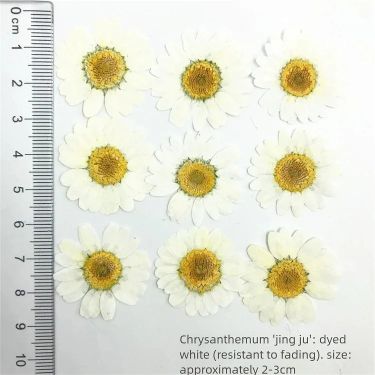 100枚の染色菊の乾燥花びら（装飾用）、テーブルランプ用押し - Dried Flower Bookmark のレビューと価格