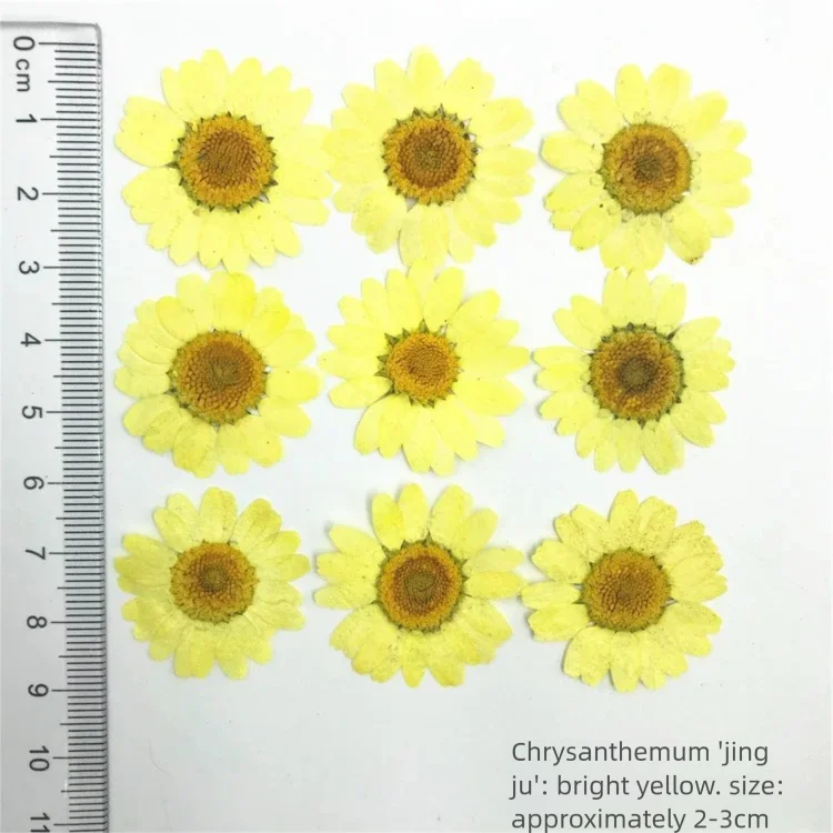 100枚の染色菊の乾燥花びら（装飾用）、テーブルランプ用押し - Dried Flower Bookmark のレビューと価格