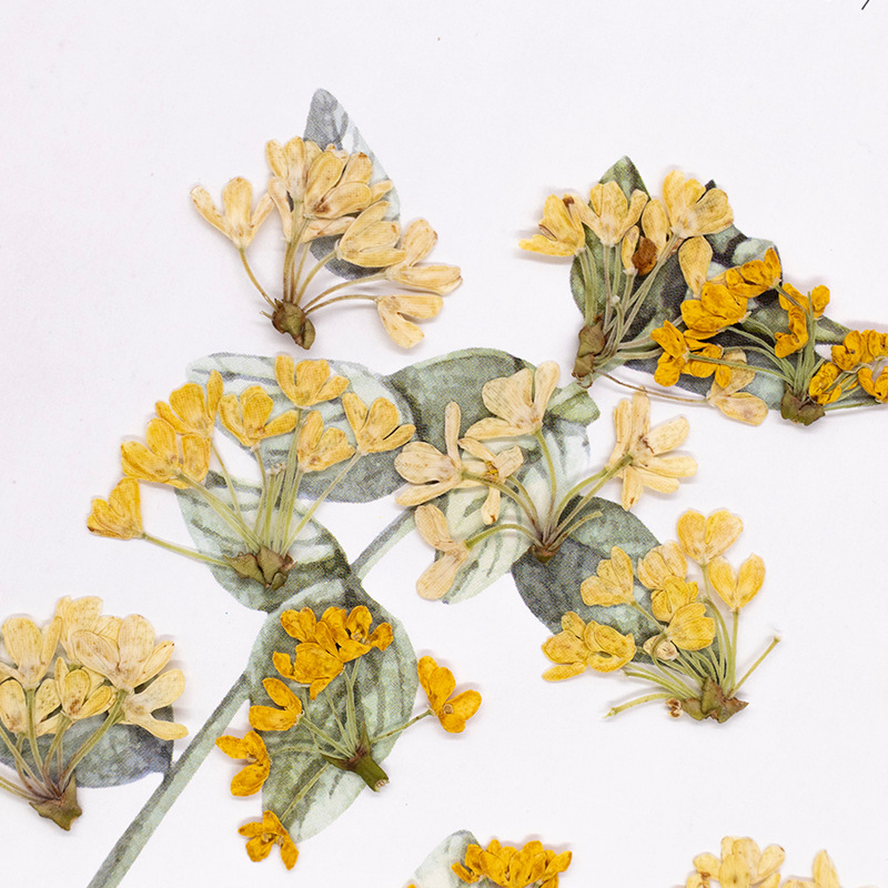 24個入り、天然の本物の押し花乾燥植物標本、レジンブックマー - Dried Flower Bookmark のレビューと価格