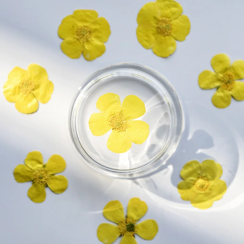 100個入り ランナンキュリウム ドライフラワー プレスドプ - Dried Flower Bookmark のレビューと価格