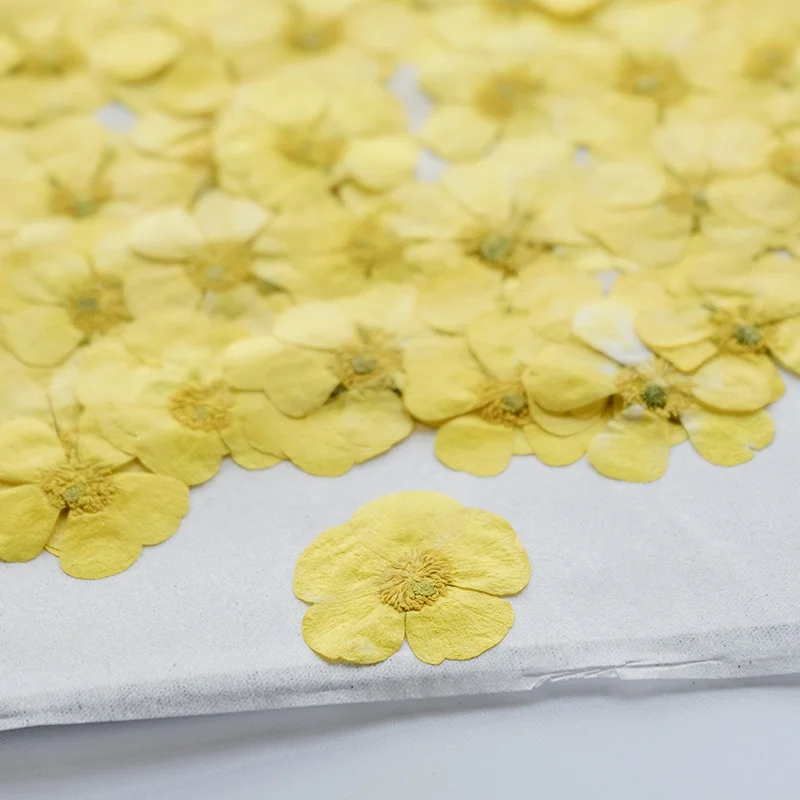 100個入り ランナンキュリウム ドライフラワー プレスドプ - Dried Flower Bookmark のレビューと価格